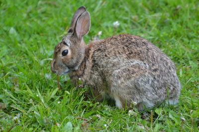 Close-up of a rabbit on grass