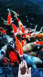 High angle view of koi carps swimming in pond