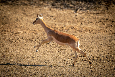 Female common impala jumps over rocky pan