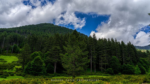 Panoramic view of trees in forest against sky