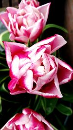 Close-up of flowers