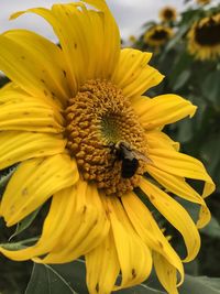 Close-up of honey bee on sunflower