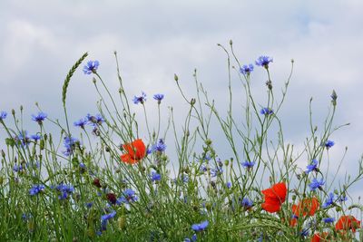 Close-up of purple flowering plants on field against sky