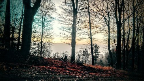 Bare trees in forest