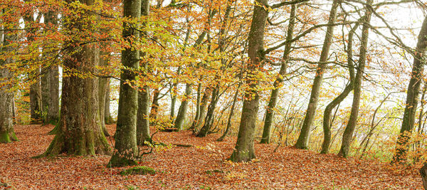 Trees growing in forest during autumn
