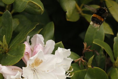 Close-up of bumblebee on flower