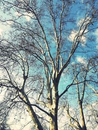 Low angle view of bare tree against sky