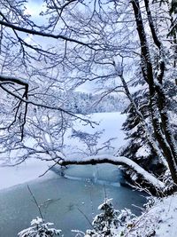 Bare trees on snow covered landscape