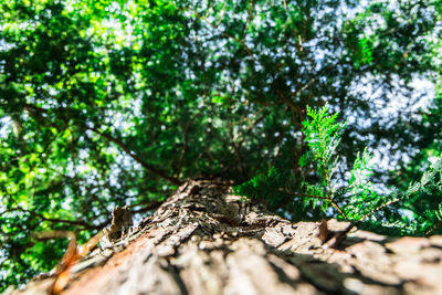 Close-up of tree trunk amidst plants in forest