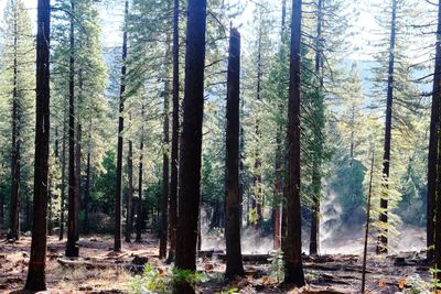 Pine trees in forest