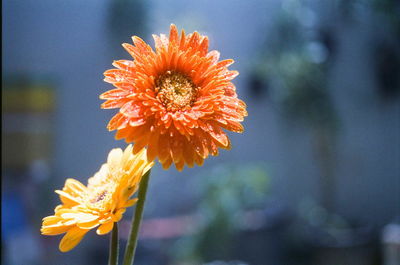 Close-up of orange flower blooming outdoors