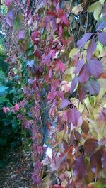 Leaves growing on tree