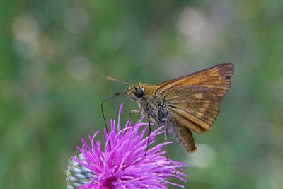 Close-up of butterfly pollinating on purple flower