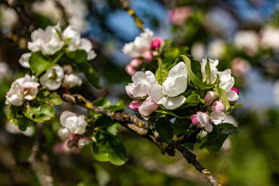 Close-up of pink cherry blossoms