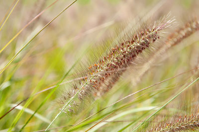 Close-up of insect on web