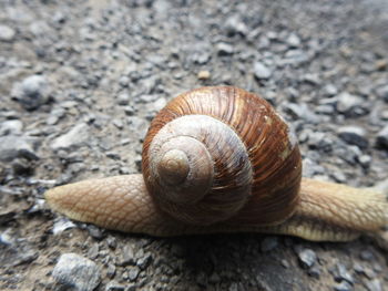 Close-up of snail on rock