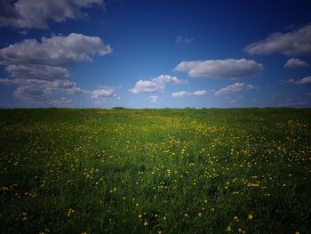 Scenic view of field against sky