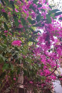 Low angle view of pink flowering tree