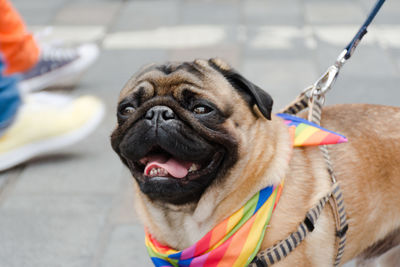 Close-up of a dog, pug, wearing a rainbow