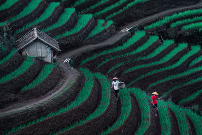 High angle view of rice paddy