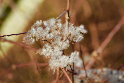 Close-up of white flowering plant