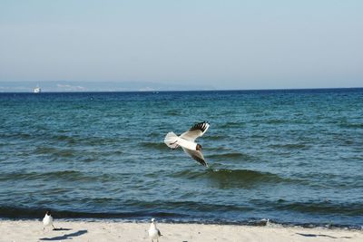 Bird flying over sea against clear sky