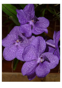 Close-up of flowers