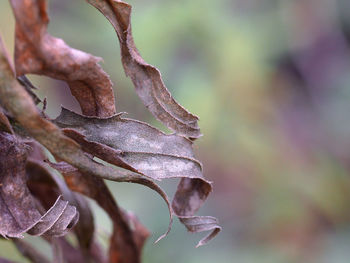 Close-up of plant