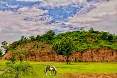 Horse grazing in a field