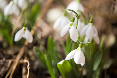 Close-up of white flowering plant