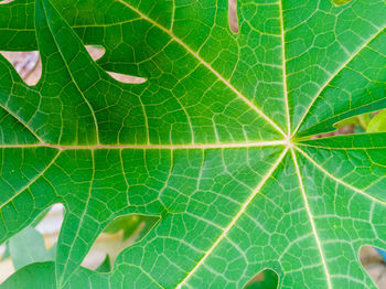 Macro shot of green leaves