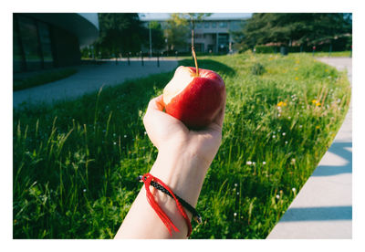 Cropped hand of woman holding apple