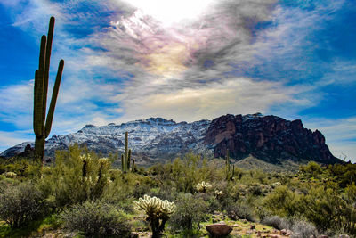 Cactus growing on field against sky