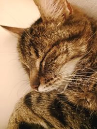 Close-up of cat sleeping