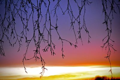 Branches during sunset