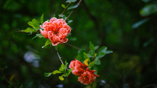 Close-up of red rose on plant