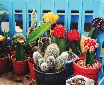 Close-up of potted plants