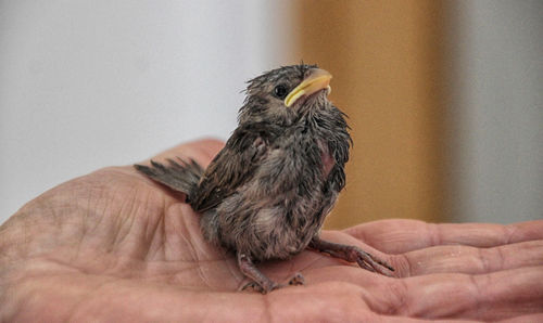 Midsection of person holding bird