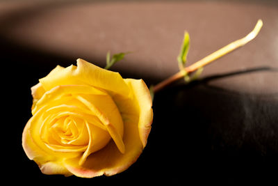 Close-up of yellow rose against black background