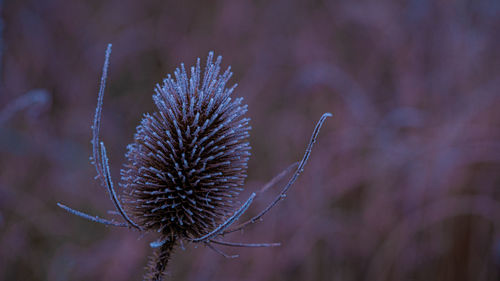 Morning ice crystals forming on plants,, leaves, barley for texture winter layers and backgrounds