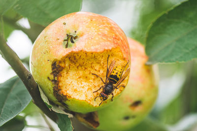 Close-up of insect on fruit