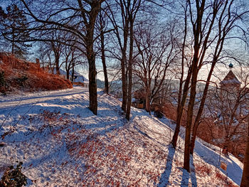 Bare trees on snow covered field