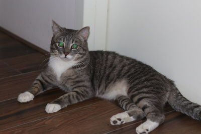 Portrait of cat relaxing on table