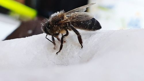 Close-up of butterfly on snow