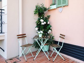 Potted plants in pot