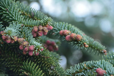 Close-up of pine tree branch