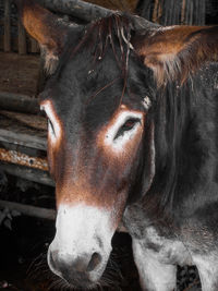 Close-up of a horse