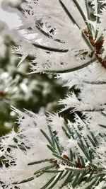 Close-up of frozen tree