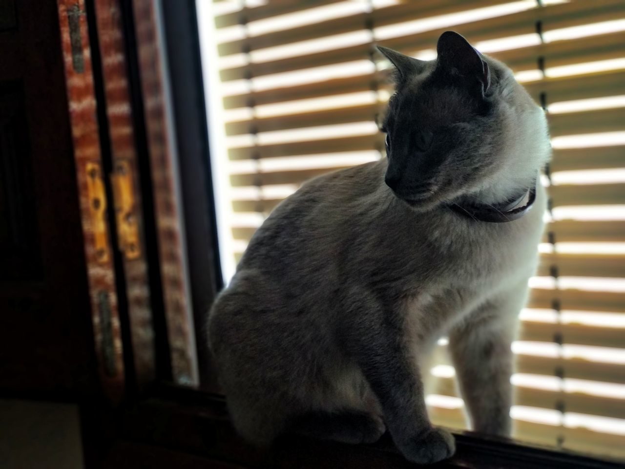 CLOSE-UP OF CAT LOOKING AWAY AT HOME