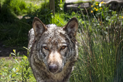Portrait of dog on field